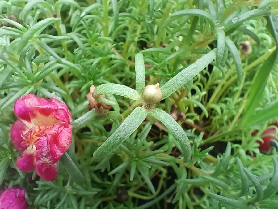 The Oppo Reno 6 Pro macro camera showing a close up of a pink flower and green leaves.