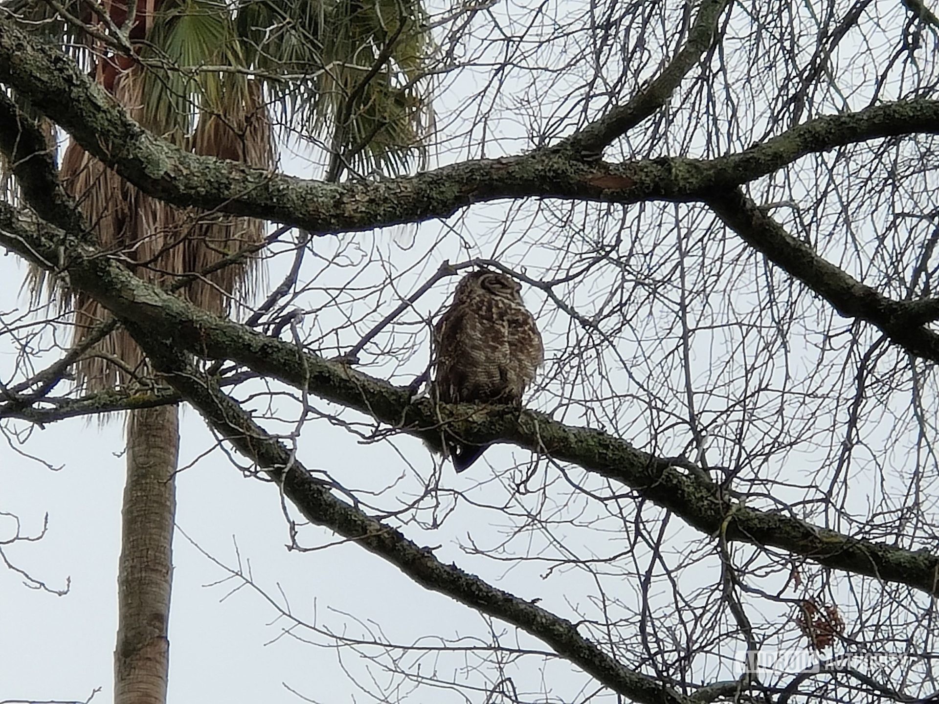 A 10x shot showing an owl, taken with the Find X3 Pro.