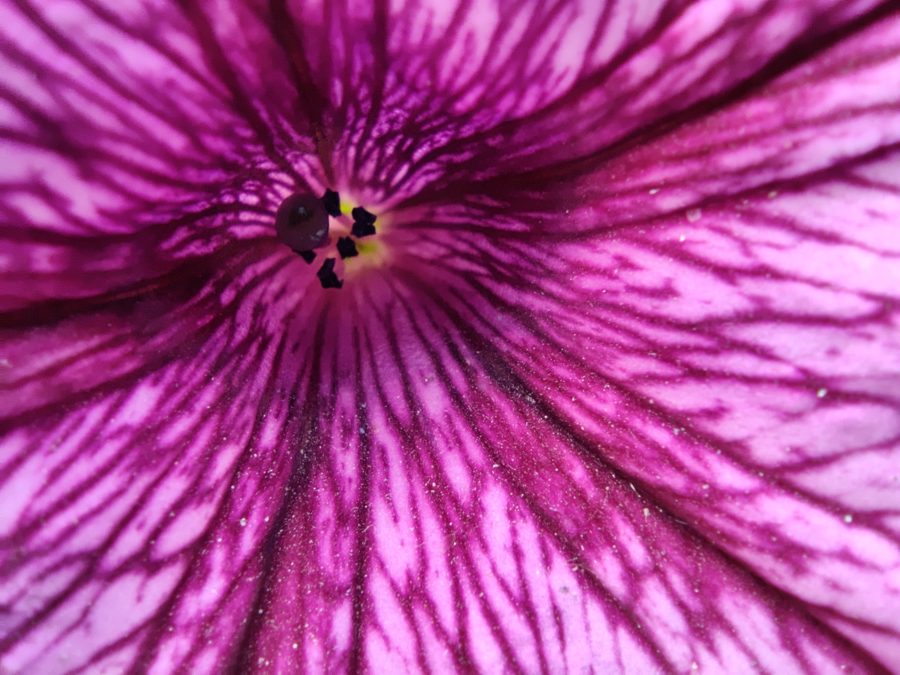 OnePlus 8T macro