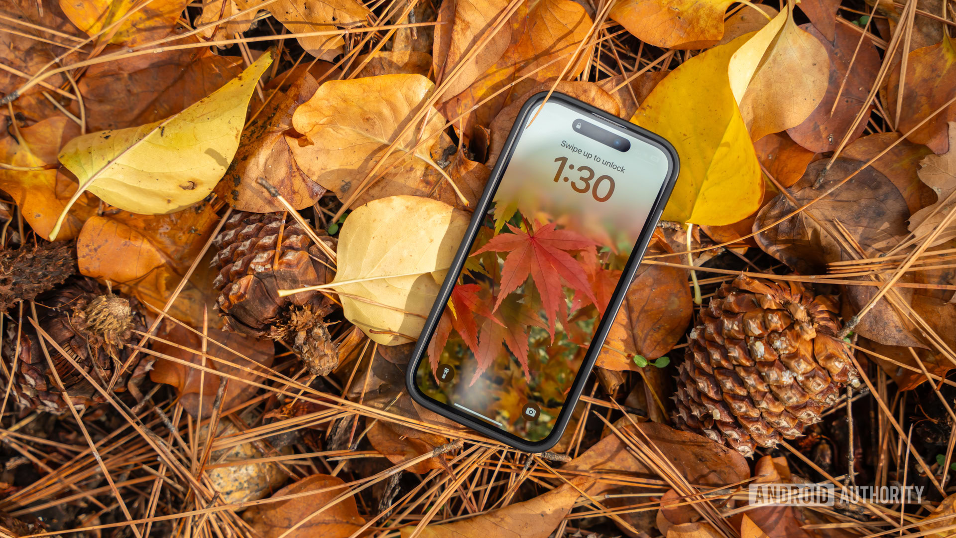 Wallpaper Wednesday 2025 11 19